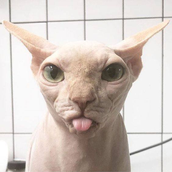 Sphynx Cat Sticking Tongue Out