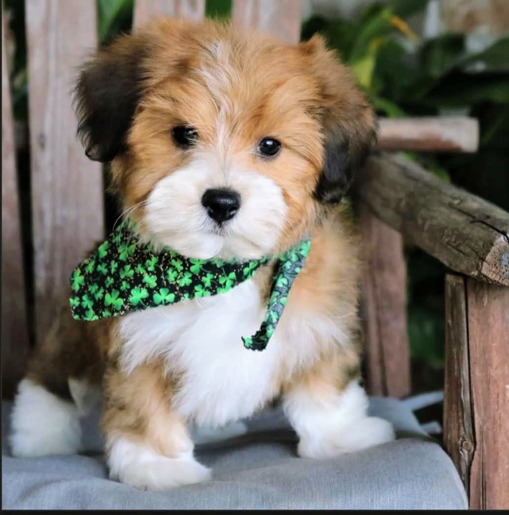Brown and white Havanese puppy wearing a green bandana on a wooden bench