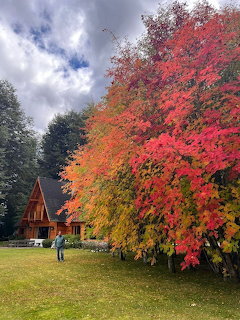 Large red and orange maple tree in autumn beside a wooden A-frame cabin on a green lawn