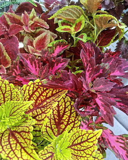 Close-up of colorful coleus plants with magenta, yellow, green, and burgundy patterned leaves