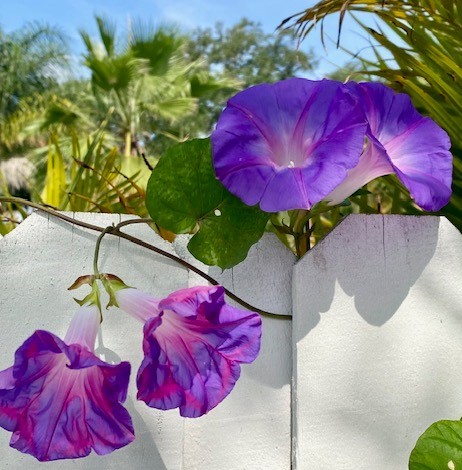 Purple Morning Glory Flowers