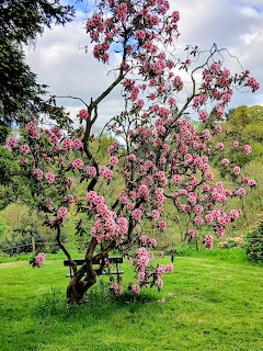 Pink rhododendron tree blooming on green lawn under blue sky