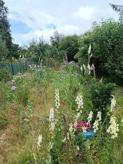 Overgrown garden path with white foxglove spires and pink wildflowers surrounded by trees and green foliage