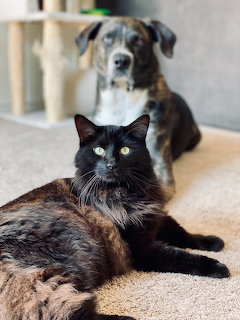 Black Cat and Dog Portrait