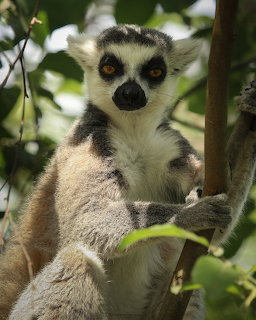 Ring-tailed lemur perched on a tree branch among green leaves