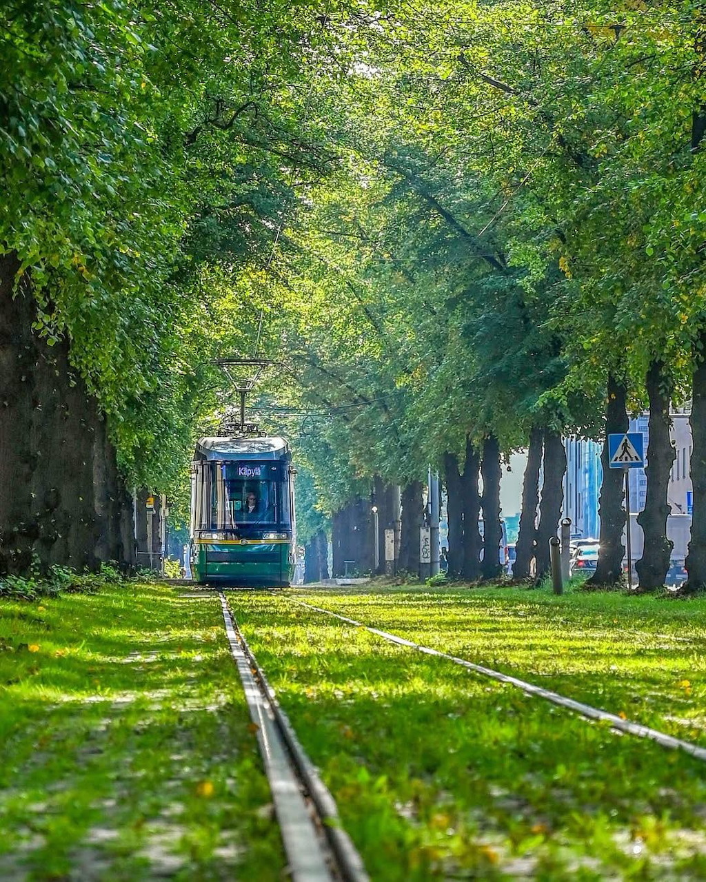Helsinki Tram Tree Avenue