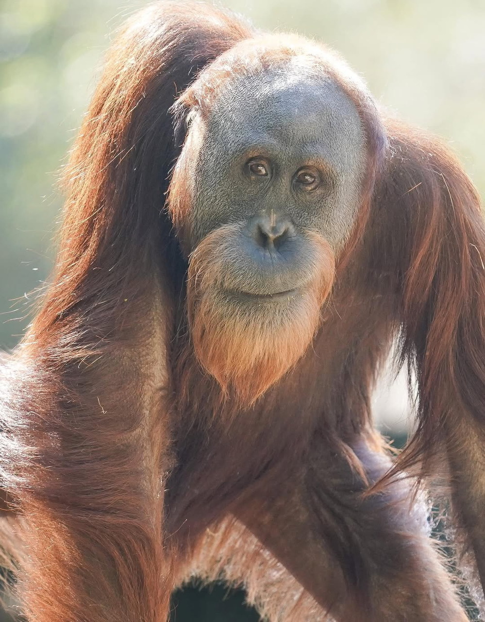 Zoo Atlanta Orangutan Pongo