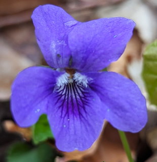 Close-up of a purple violet flower with water droplets on petals and striped center against blurred green background