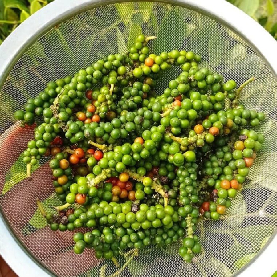 Fresh green peppercorns with red and yellow ripening berries in a white mesh strainer