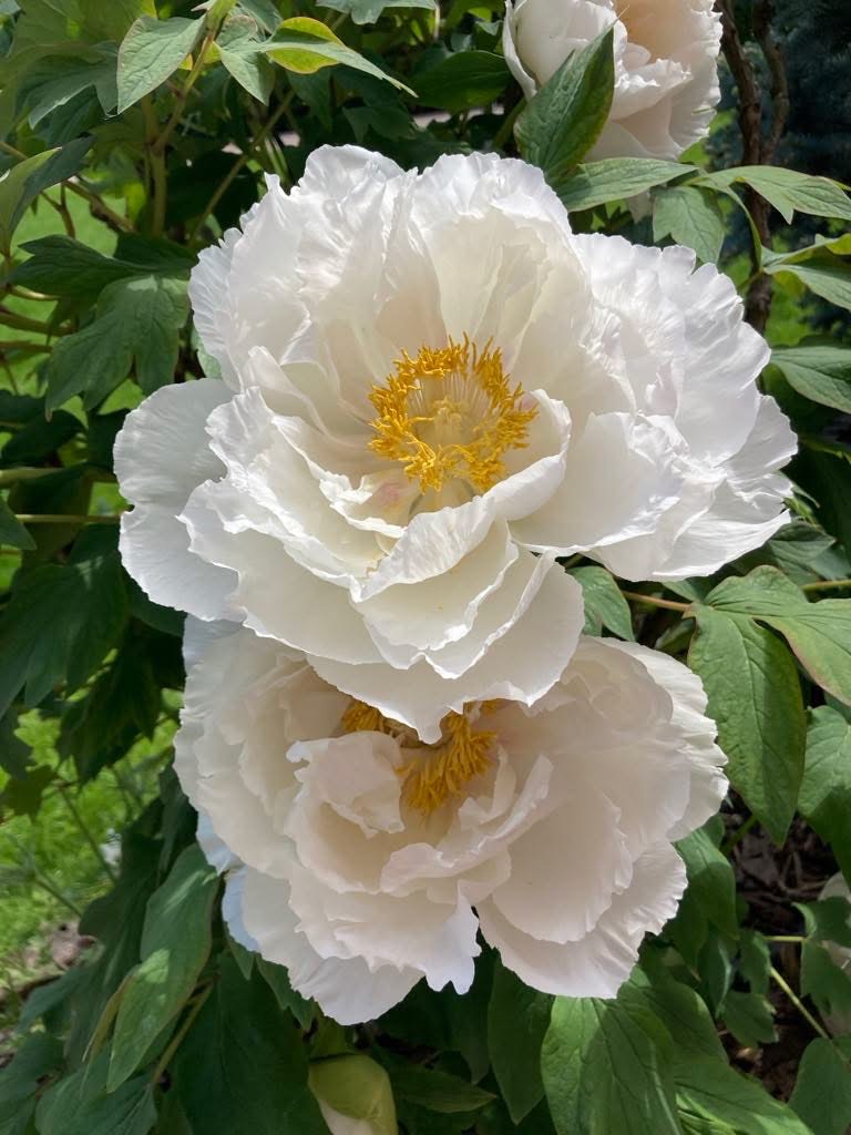 Two white tree peony blooms with ruffled petals and yellow stamens among green leaves