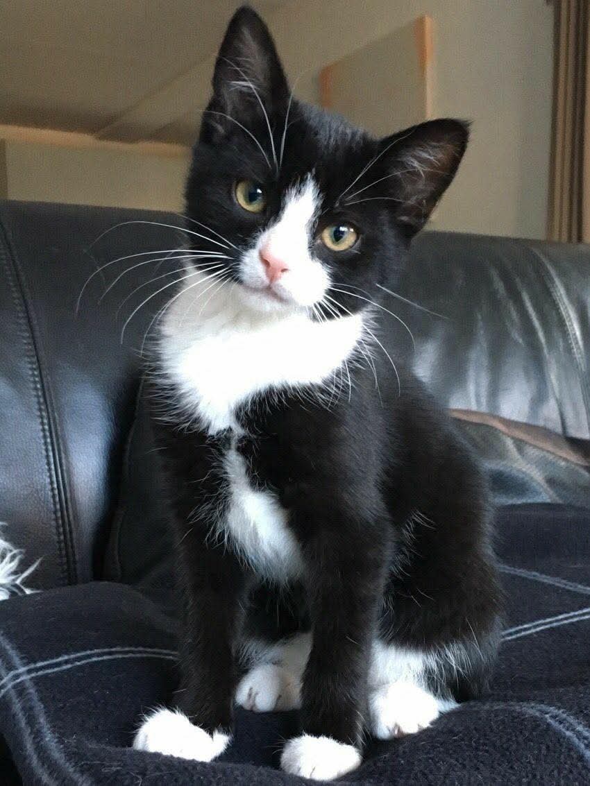 Black and white tuxedo kitten with yellow eyes sitting on gray leather couch
