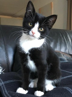 Black and White Kitten