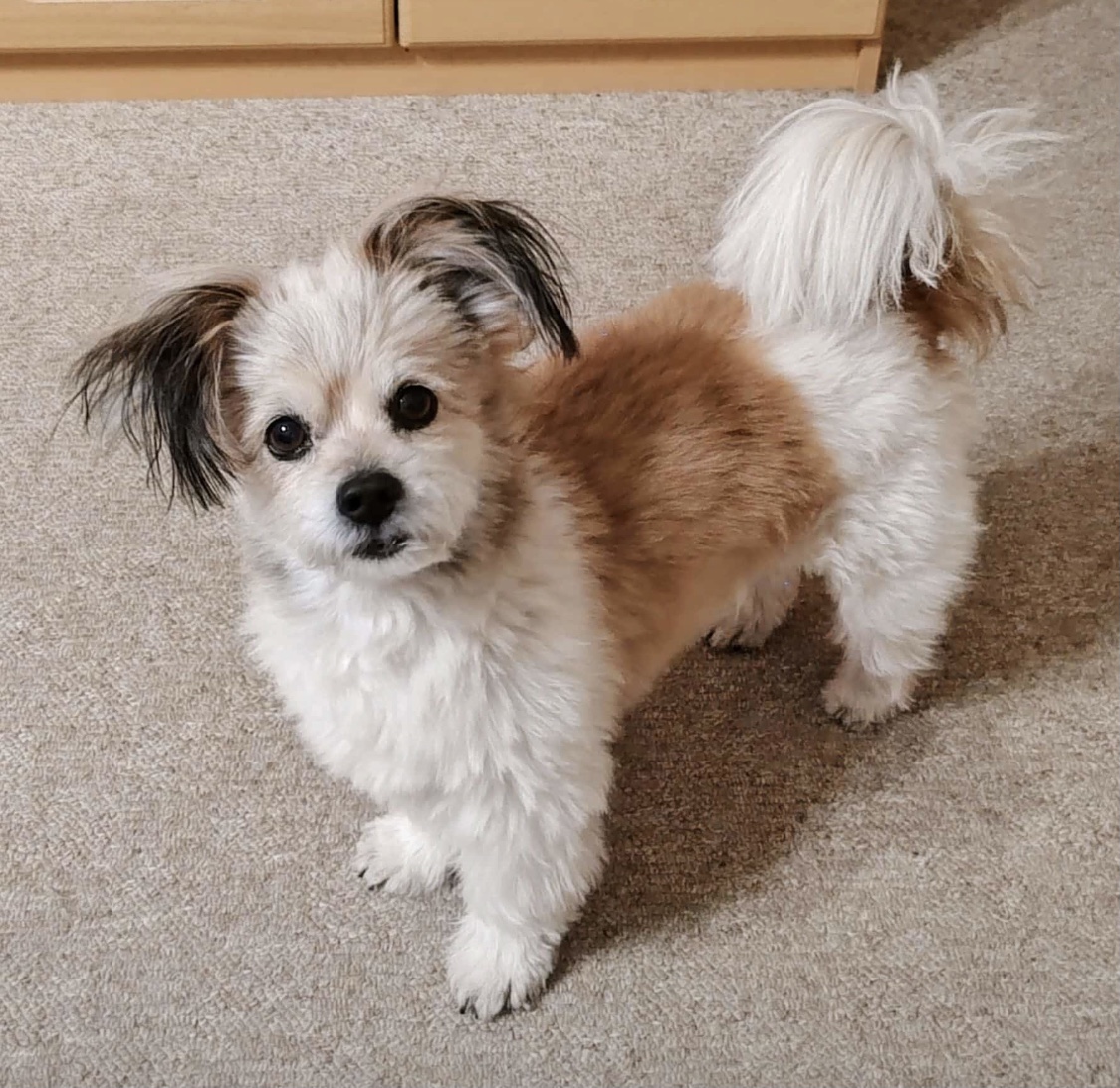 Small fluffy white and brown dog with black ears standing on carpet looking at camera