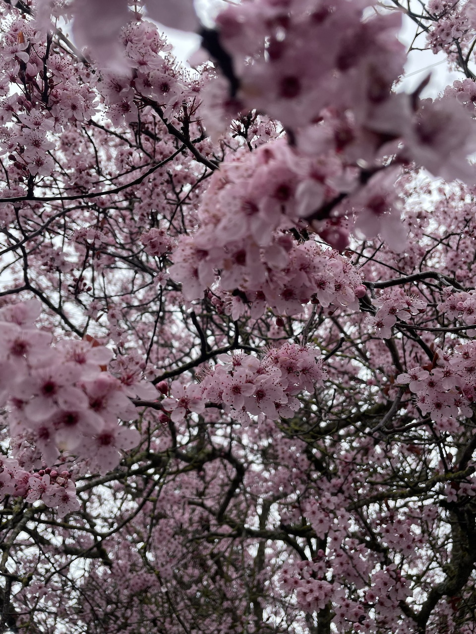 Cherry blossom tree covered in pink flowers with grey sky in background