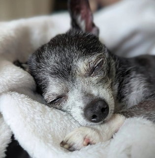 Small chihuahua puppy with gray and white fur sleeping on a white blanket