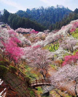 Valley hillside covered in blooming pink and white cherry blossom trees with mountains and forest in background