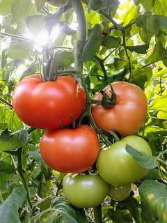 Red and green tomatoes growing on vine with sunlight through leaves