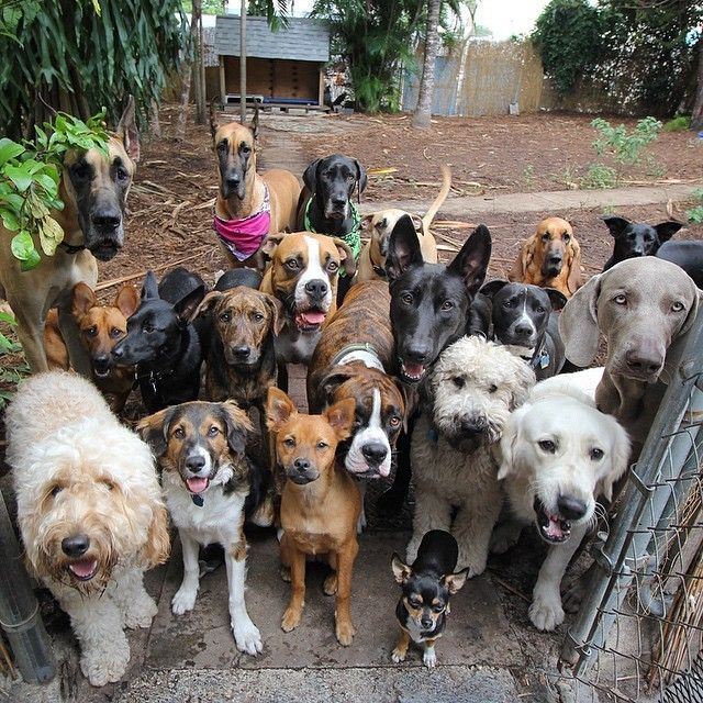 Group of Dogs