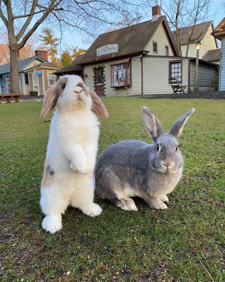 White rabbit standing on hind legs and gray rabbit sitting on grass in front of a cottage