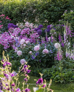 Pink and purple flowers blooming in a lush garden with green foliage in the background.