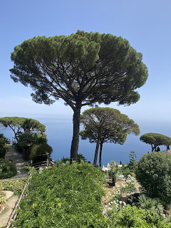 Tall umbrella pine tree in Italian garden overlooking blue Mediterranean sea under clear sky