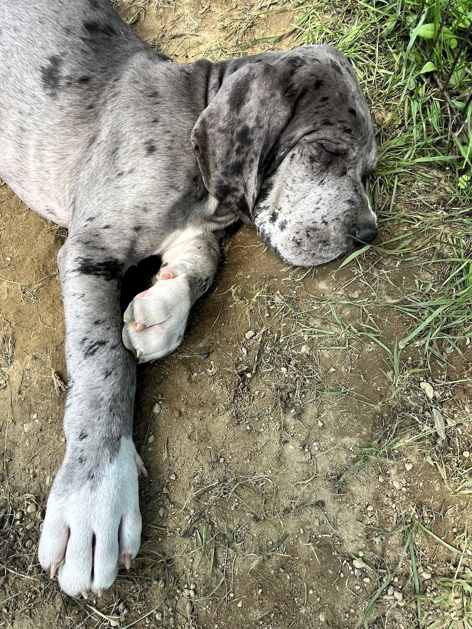 Sleeping Puppy Outdoors