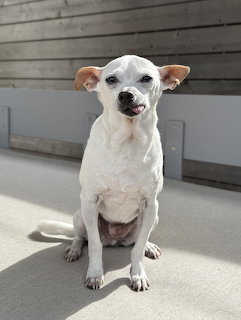 Small white chihuahua sitting on a sunlit floor in front of a wooden wall