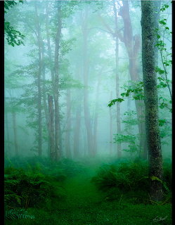 Fogy green forest with tall trees, ferns, and a mossy path fading into dense mist
