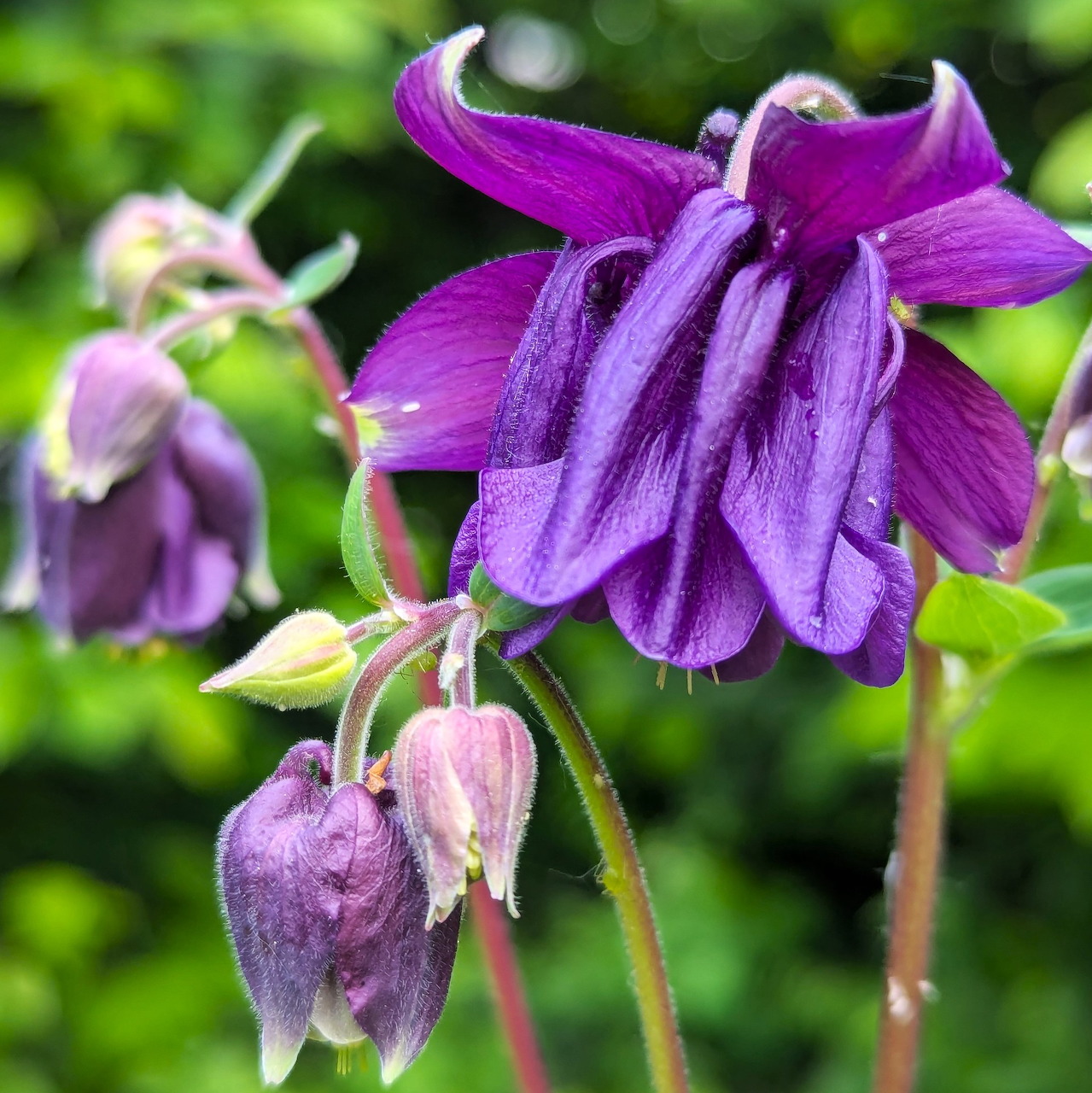 Close-up of purple columbine flowers with delicate petals and green leaves