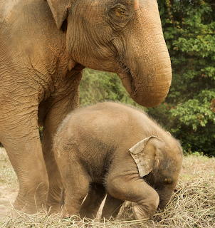 Baby Elephant with Mother