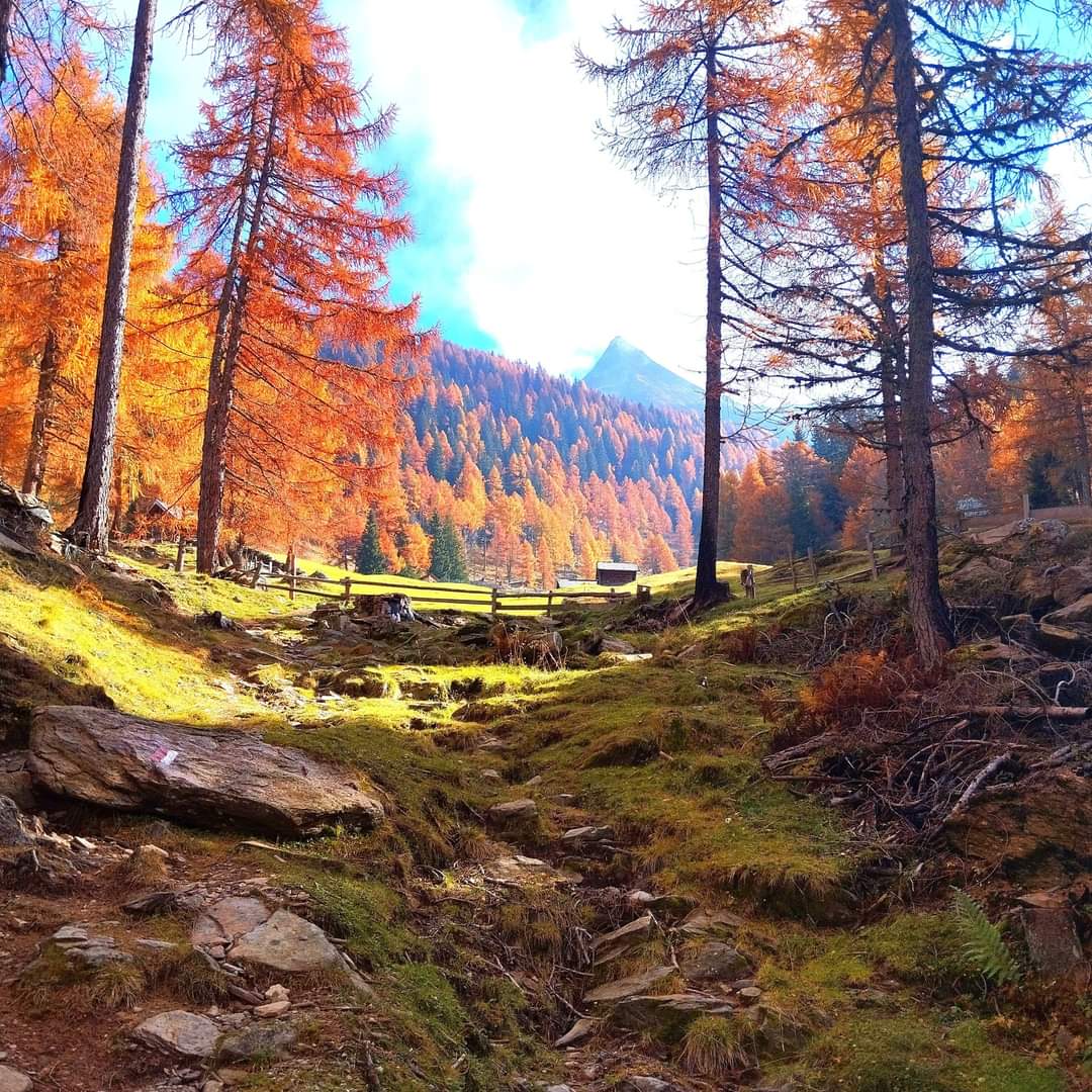 Autumn alpine forest with orange trees, mossy ground, rocks, and distant mountains