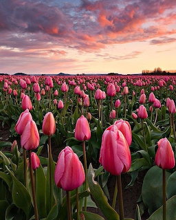 Pink Tulip Fields at Sunset