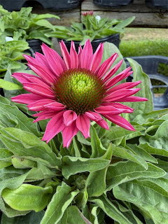 Close-up of a bright pink coneflower with prominent green center cone and surrounding green leaves