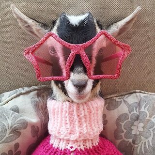 Baby goat wearing pink star-shaped sunglasses and a knitted scarf on a cushion