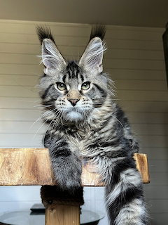Silver taby Maine Coon cat with tufted ears sitting on a wooden cat tree perch