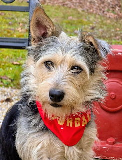 Gray and tan terrier dog wearing red bandana sits outdoors looking at camera