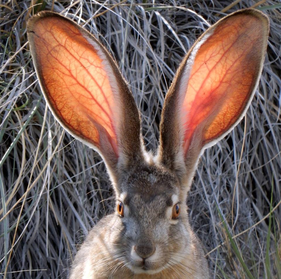 Close-up of a jackrabbit with large backlit ears and alert expression