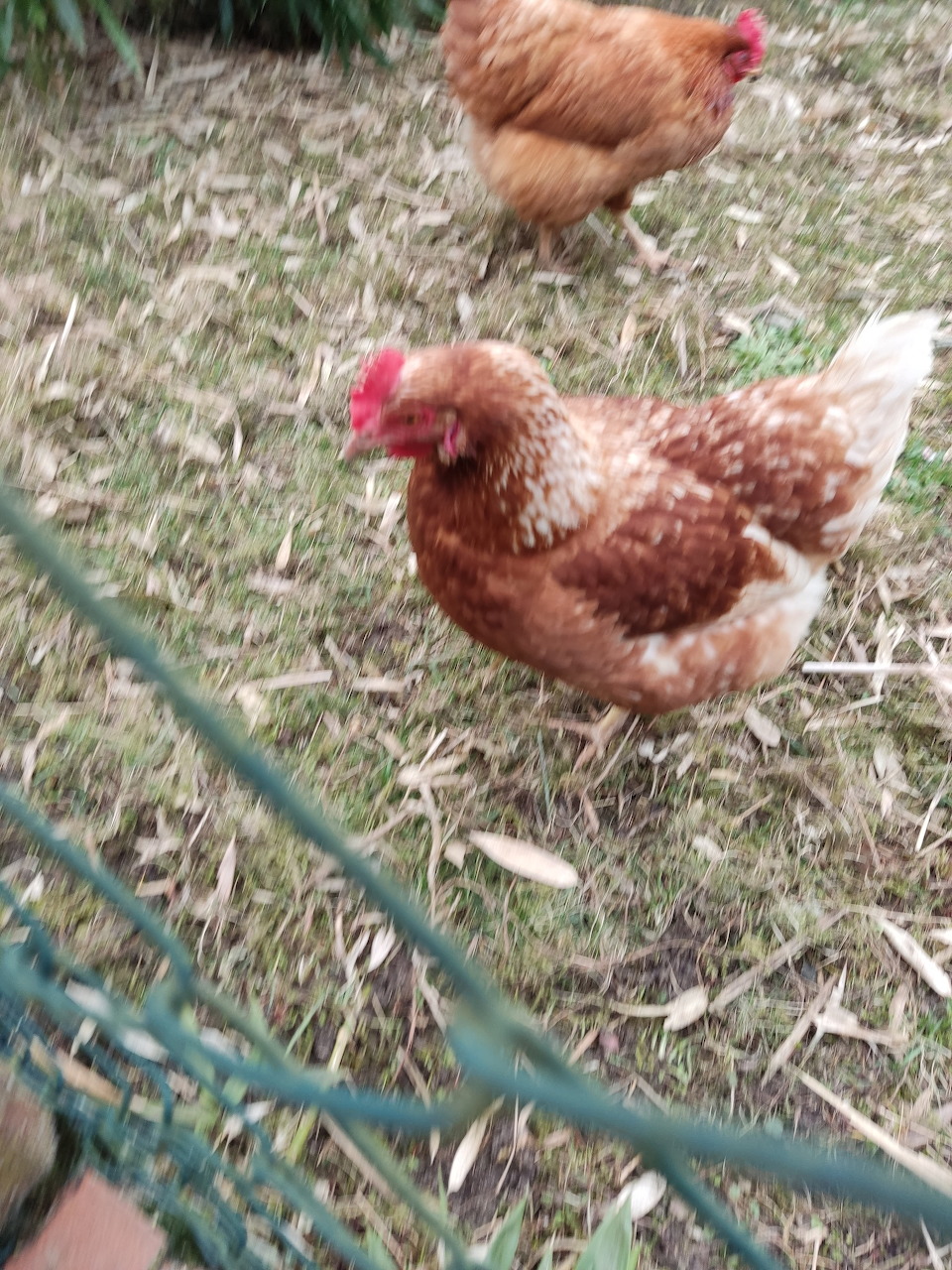 Two brown hens standing on dry grass near a wire fence outdoors
