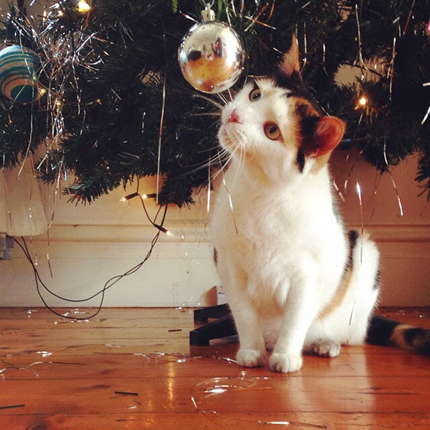 White and calico kitten looking up at silver Christmas ornament on tree