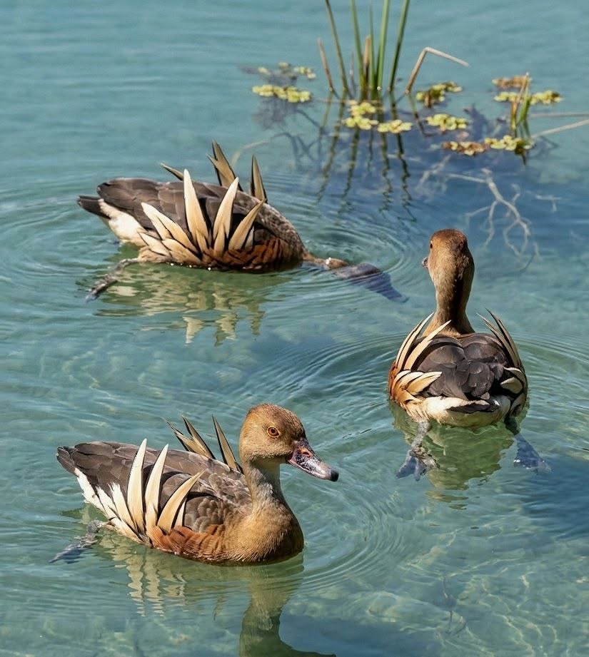 Three plumed whistling ducks swimming in clear water