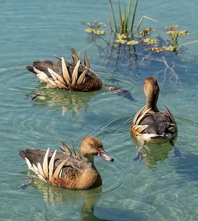 Plumed Whistling Duck