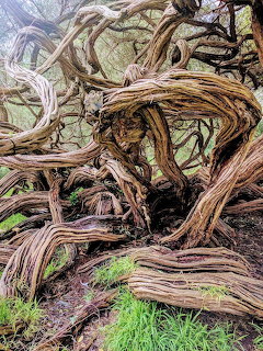 Close-up of ancient gnarled tree trunk with twisted roots and moss