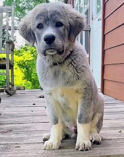 Fluffy Puppy on Wooden Deck