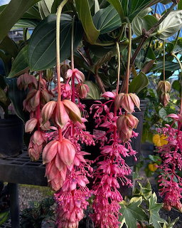 Hanging clusters of pink medinilla flowers with broad green leaves in a nursery