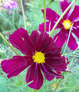 Close-up of a magenta cosmos flower with a yellow center in a garden