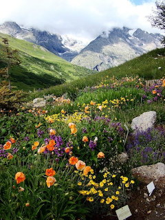 Colorful wildflowers in mountain meadow with snow-capped peaks and cloudy sky