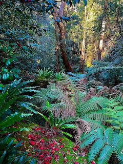 Lush woodland garden with large ferns, red flowers, and tall trees