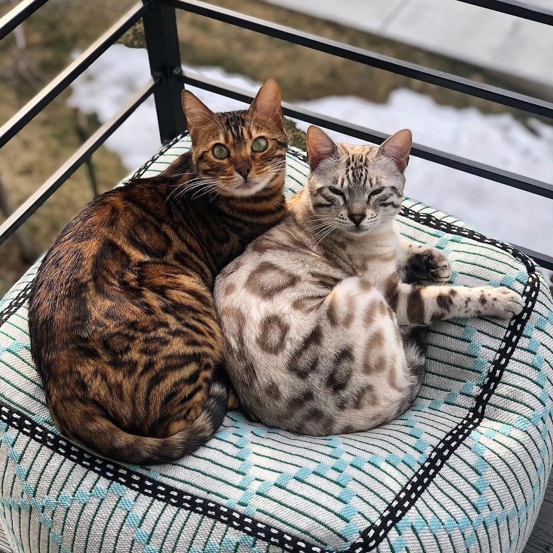 Two cats cuddling on a striped cushion inside a greenhouse