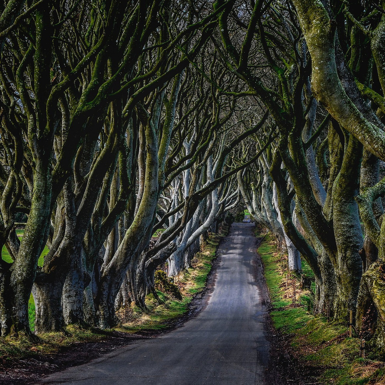 Narrow road passing through a tunnel of twisted leafless trees