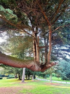 Tree with Unusual Branch Formation